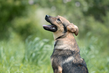 Abandoned puppy during the obedience training walk through a grass and bushes