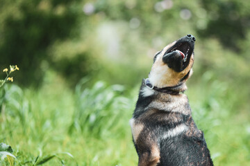 Abandoned puppy during the obedience training walk through a grass and bushes