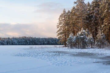 Sunny and snowy winter day in forest and marsh