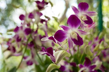 Orchid flowers are purple combined with many white flowers. They bloom beautifully