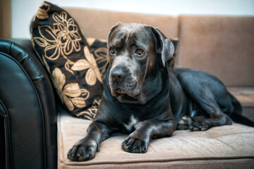 Cute Cane Corso dog, known as little Italian mastiff,  posing for a photo. Portrait of a pet taken in home studio