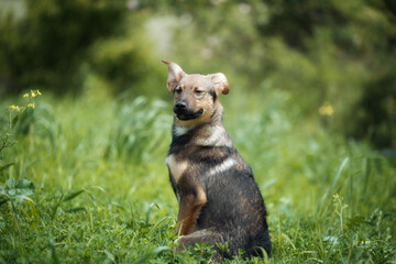 Abandoned puppy during the obedience training walk through a grass and bushes
