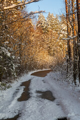 Sunny and snowy winter day in forest and marsh