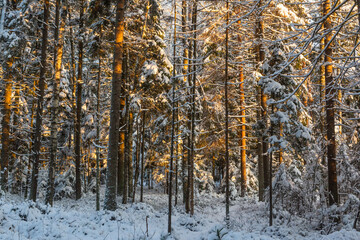 Sunny and snowy winter day in forest and marsh