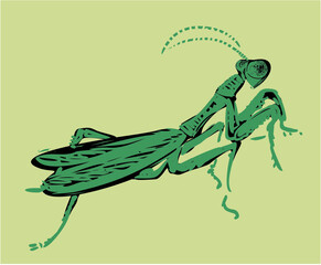 Vector illustration of praying mantis