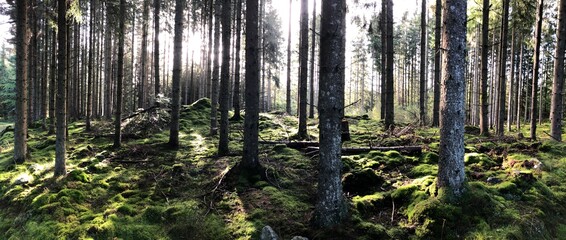Wald Schweden Natur