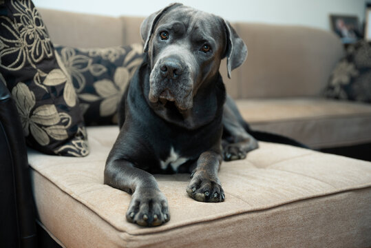 Cute Cane Corso dog, known as little Italian mastiff,  posing for a photo. Portrait of a pet taken in home studio