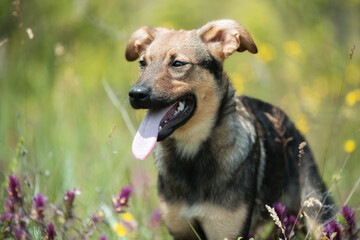 Abandoned puppy during the obedience training walk through a grass and bushes