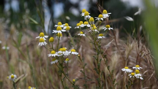Wild chamomile in bloom rural setting moved by the wind
