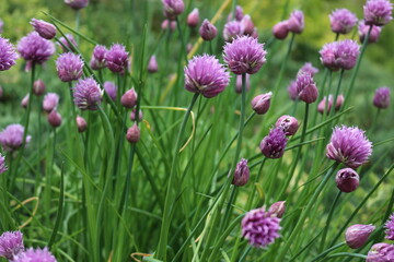 Bright violet flowers blossoms in the summer garden