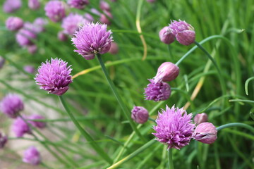 Fototapeta na wymiar Bright violet flowers blossoms in the summer garden