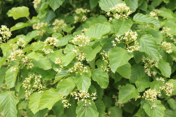 
Flower buds bloom on a bush in spring