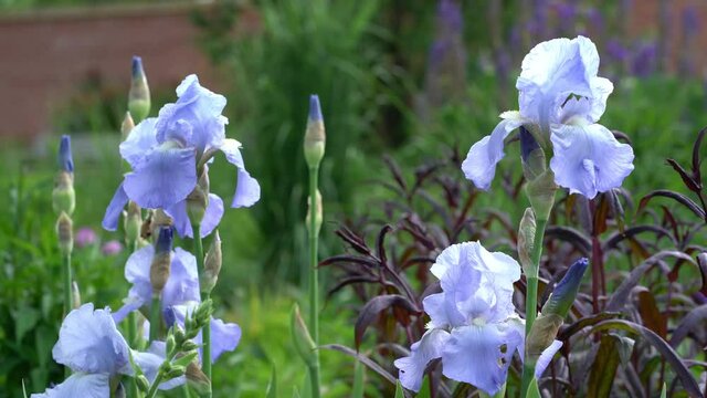 Close up of light blue Iris flowers gently moving in a spring breeze