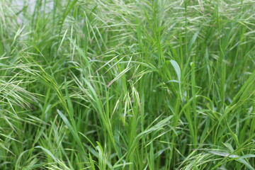 
Bright green grass grows in spring