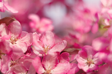 pink flowers of blossoming apple tree in park, selective focus, background postal
