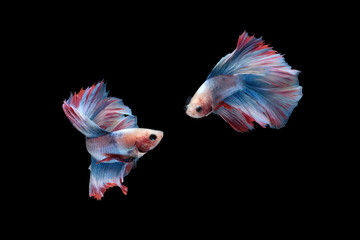 Two dancing betta siamese fighting fish (Double tail grizzle in blue white red color type) isolated on black background