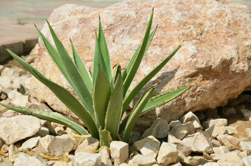 Cactus with large long green leaves. Big cactus grows on the mountainside among the stones