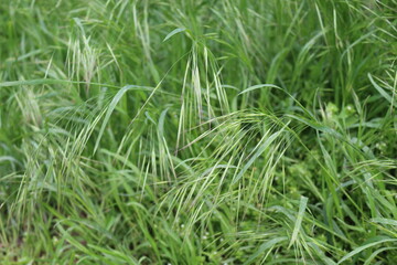 Fototapeta na wymiar Bright green grass grows in spring