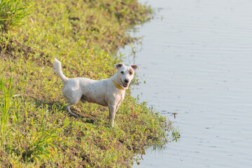 Jack Russel Terrier Dog stands by the lake shore.