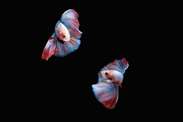 Two dancing betta siamese fighting fish (Double tail grizzle in blue white red color type) isolated on black background