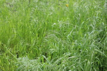 
Bright green grass grows in spring
