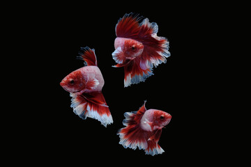 Photo collage set of betta siamese fighting fish (Halfmoon lavender in red and white color combination type) isolated on black background