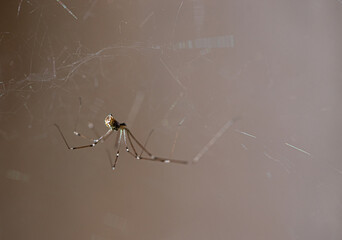 Home, cellar spider or daddy longlegs and thin cobweb