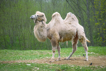 White two-humped camel (Camelus bactrianus) close-up on a background of green shrub.