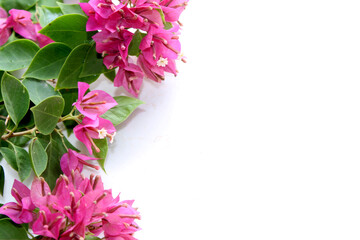 Pink Bougainvillea Flower Background