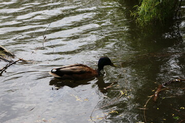 Wild drake swims in the water and eats algae on a summer day