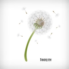 Dandelion plant with flying seeds in the wind isolated on white background. Lettering Dandelion. Vector hand drawn herb icon.