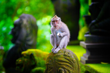 Monkeys in Ubud Monkey Forest, Bali, Indonesia