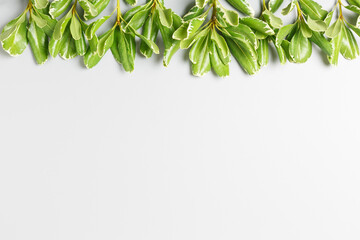  green leaves on a gray background. copy space, summer background