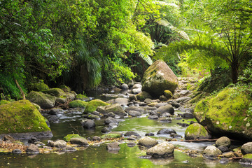 A river in New Zealand native forest, surrounded by trees, ferns, and giant mossy boulders