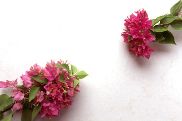 Pink Bougainvillea Flower Background
