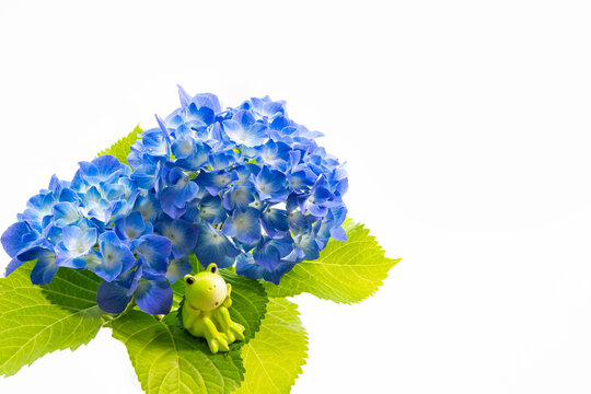 1 525 Best 梅雨イメージ Images Stock Photos Vectors Adobe Stock