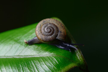 Macro Monachoides vicinus in nature