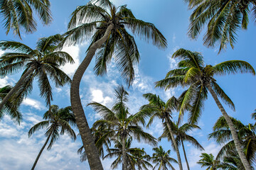 Fototapeta na wymiar tall palm trees in the beach