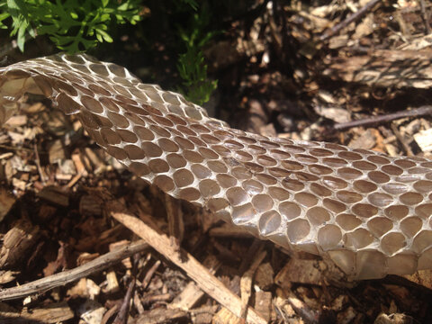 Snake skin shade on wood chips