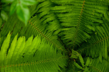 Fototapeta premium Natural background as a texture. Beautiful leaves of green fern close-up in the forest. View from above.