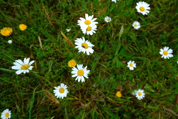 Colored flowers in Spring 2020 in France. (le Pouliguen, a small city located on the seaside of France)