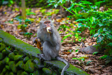 Naklejka na ściany i meble Monkeys in Ubud Monkey Forest, Bali, Indonesia