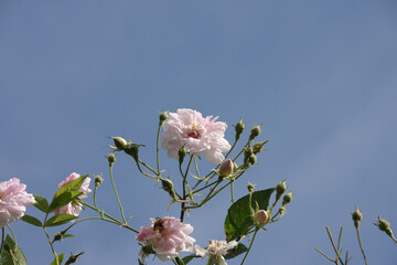 Close up of pale pink blossoms of rambler or climbing roses against blue sky, dreamy inflorescence in a romantic country cottage garden in early summer