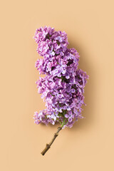 Lilac branch flower flat lay close up on beige pastel background