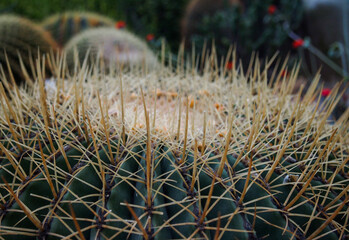 Naklejka na ściany i meble Mammillaria or pincushion cactus plant