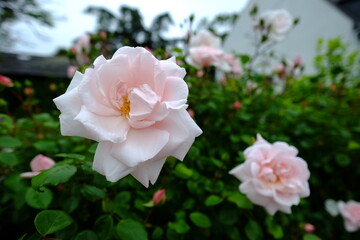 Colored flowers in Spring 2020 in France. (le Pouliguen, a small city located on the seaside of France)