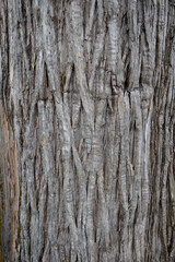 the pattern of the bark of a lebanese cedar tree