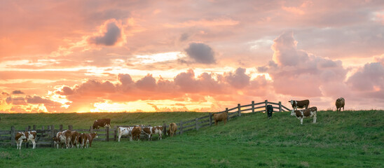 Panorama view of grazing cows on a dike in Holland during a beautiful sunset