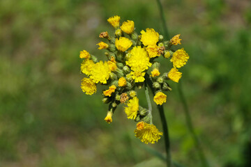 Closeup blooming yellow hawkweed or pilosella caespitosa from above in early summer on a field