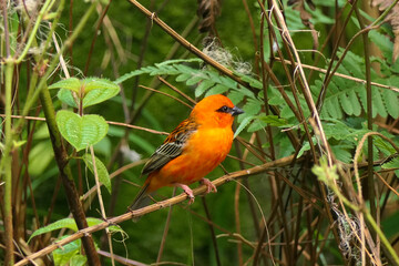Beautiful orange bird or madagascar weaver sitting on a branch in the tropical jungle of Madagascar